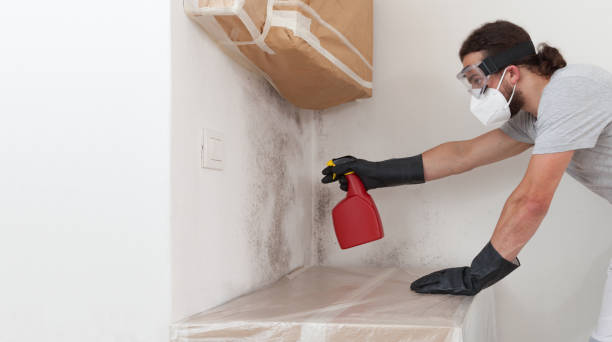 Professional Mold Cleanup technician working in Hamilton, IL