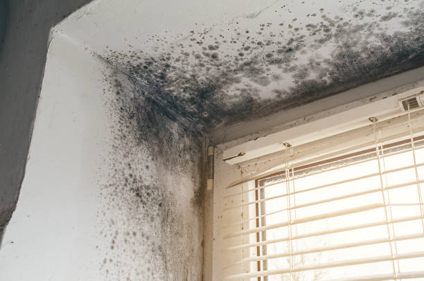 Affordable Mold Cleanup solutions in Hamilton, IL